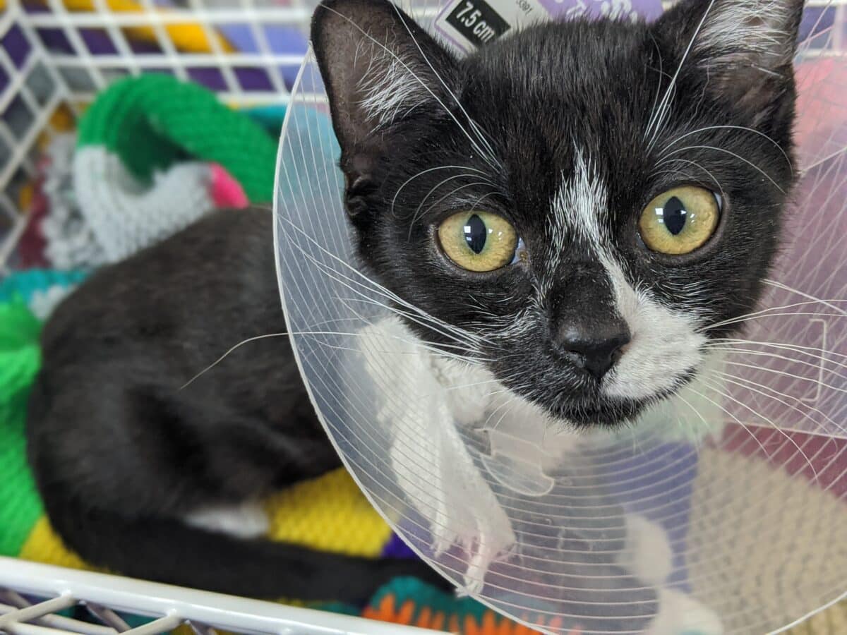 Help With Vet Bills RSPCA Mid Norfolk & North Suffolk Branch