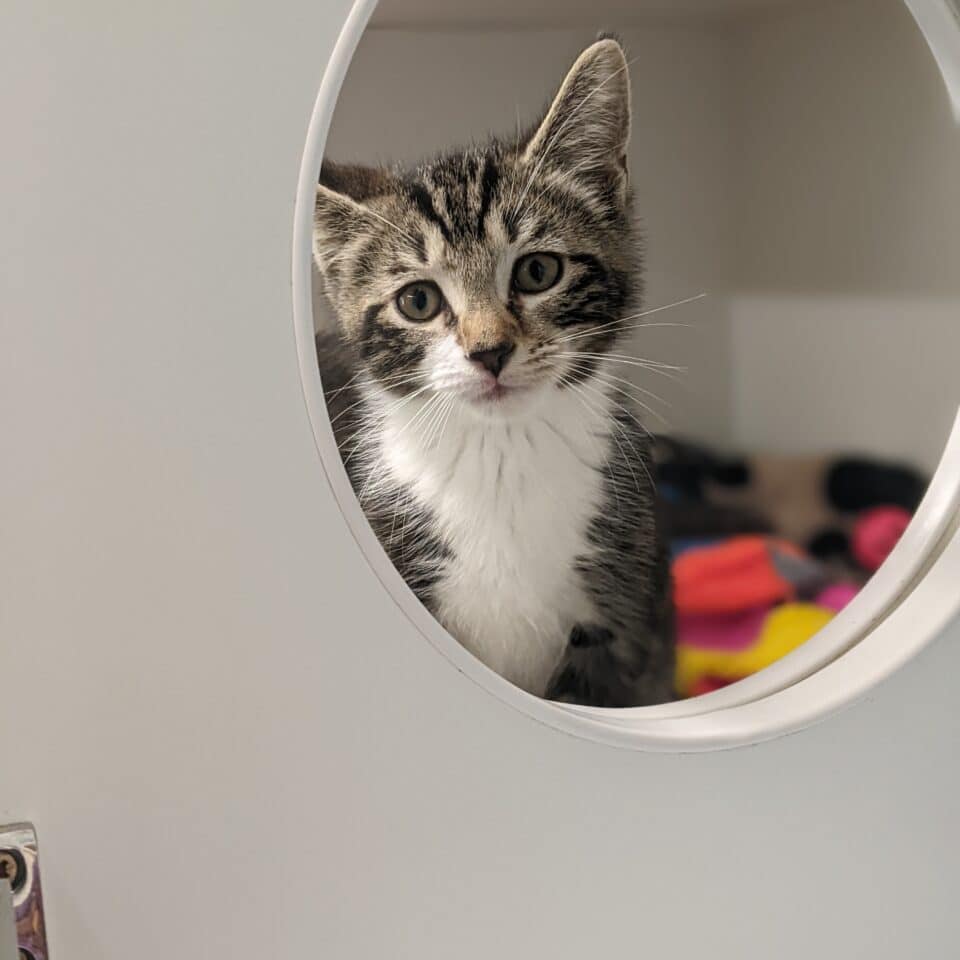 Help With Neutering Costs RSPCA Norwich