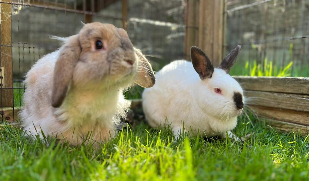 Matty & Penelope — photo 3
