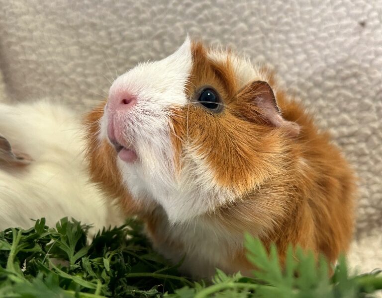 Azuki & Hana for adoption