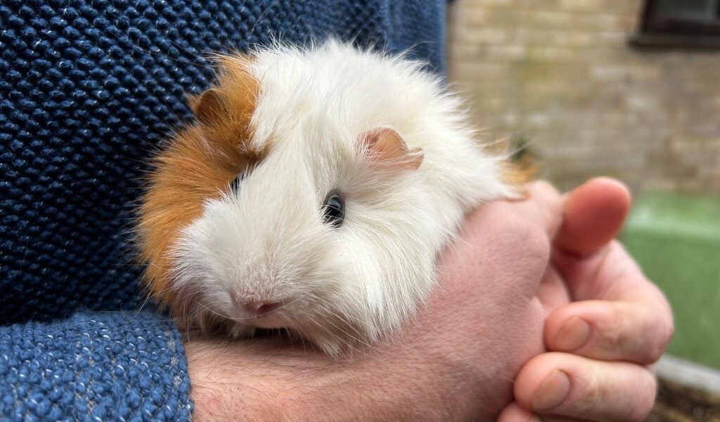 Hoshi & Miruku for adoption