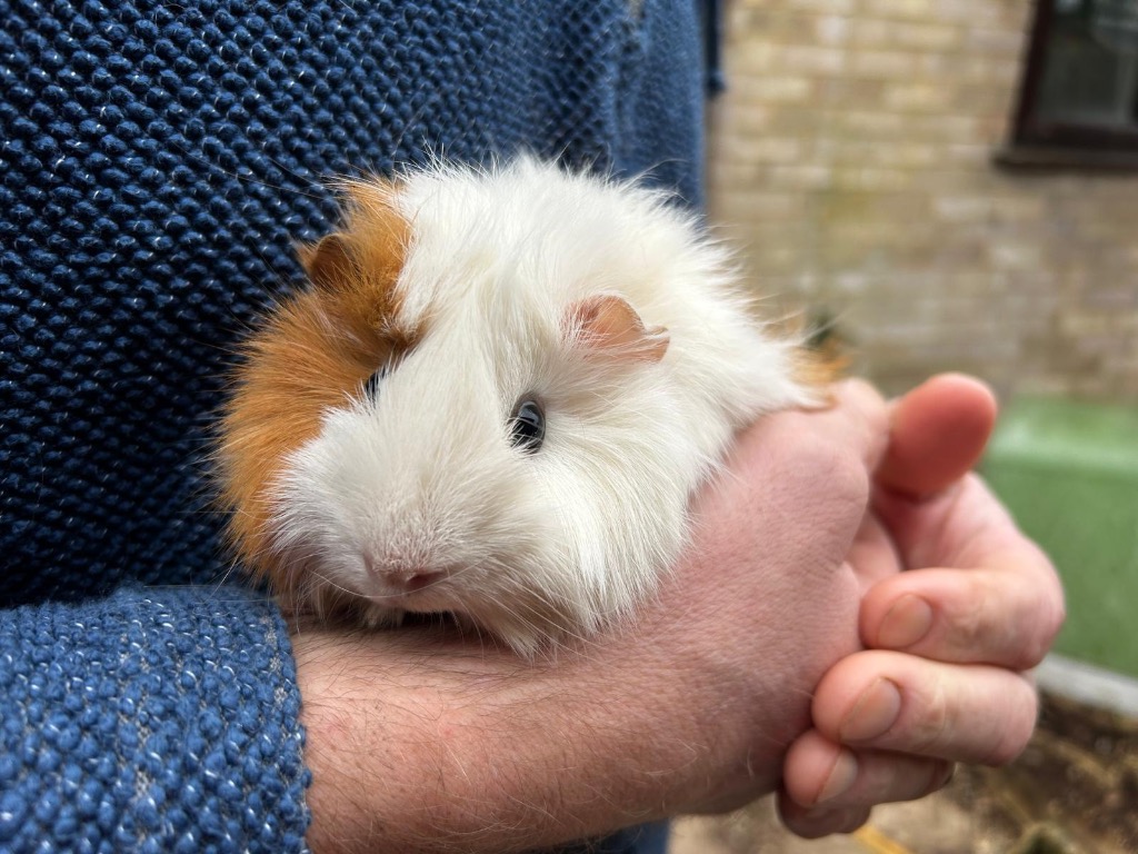 Hoshi & Miruku for adoption