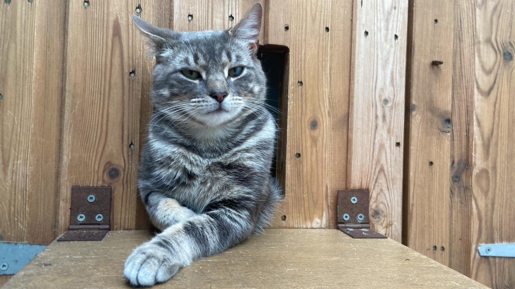 Rogan for adoption