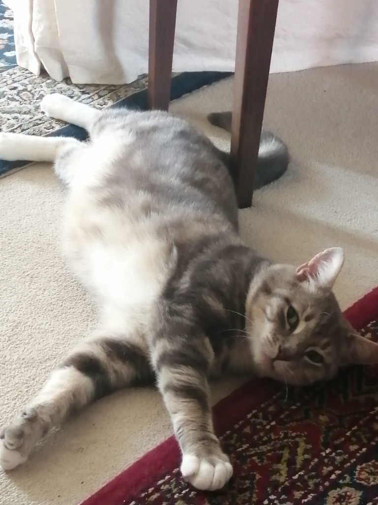 John Bon Meowi for adoption
