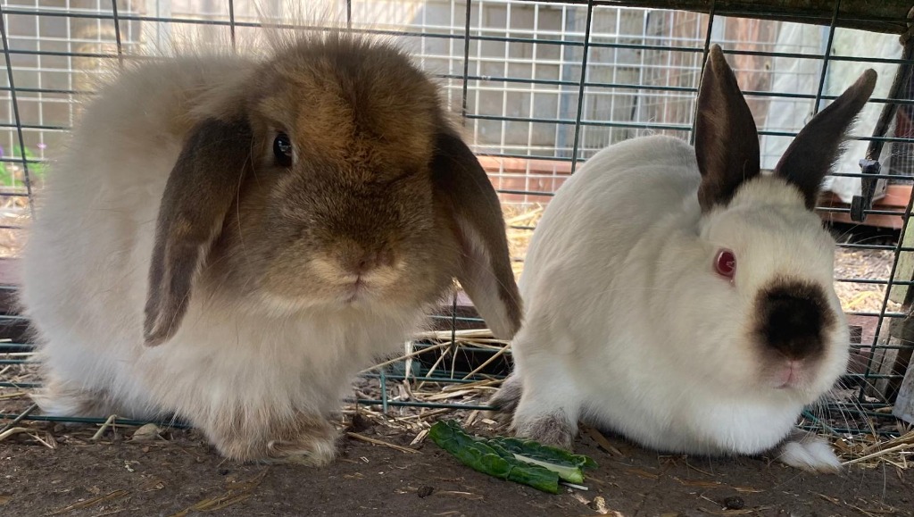 Matty & Penelope — photo 6
