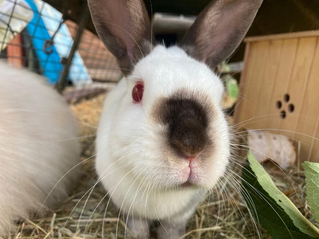Penelope for adoption