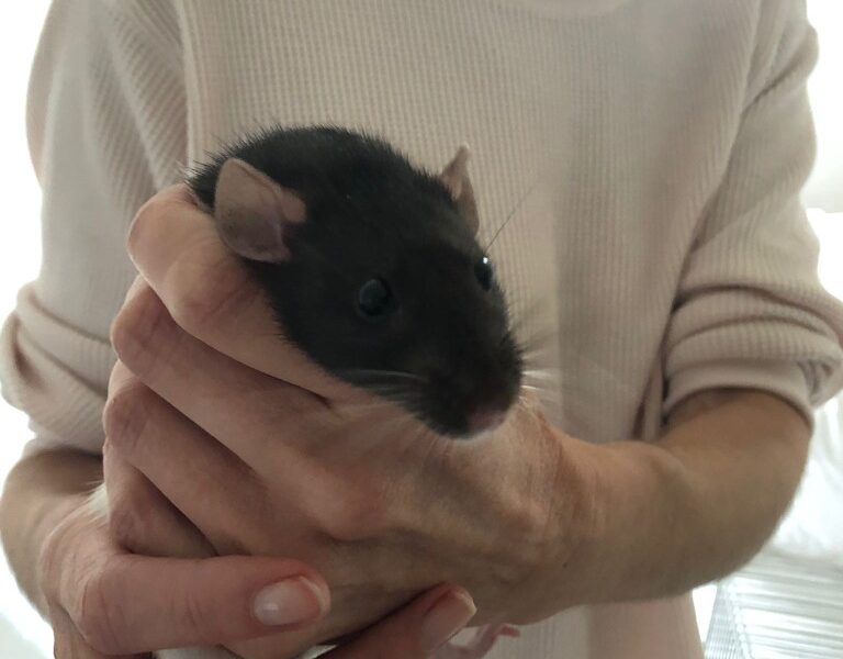 Evelina & Jazz for adoption
