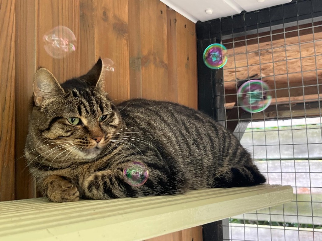 Bhuna for adoption