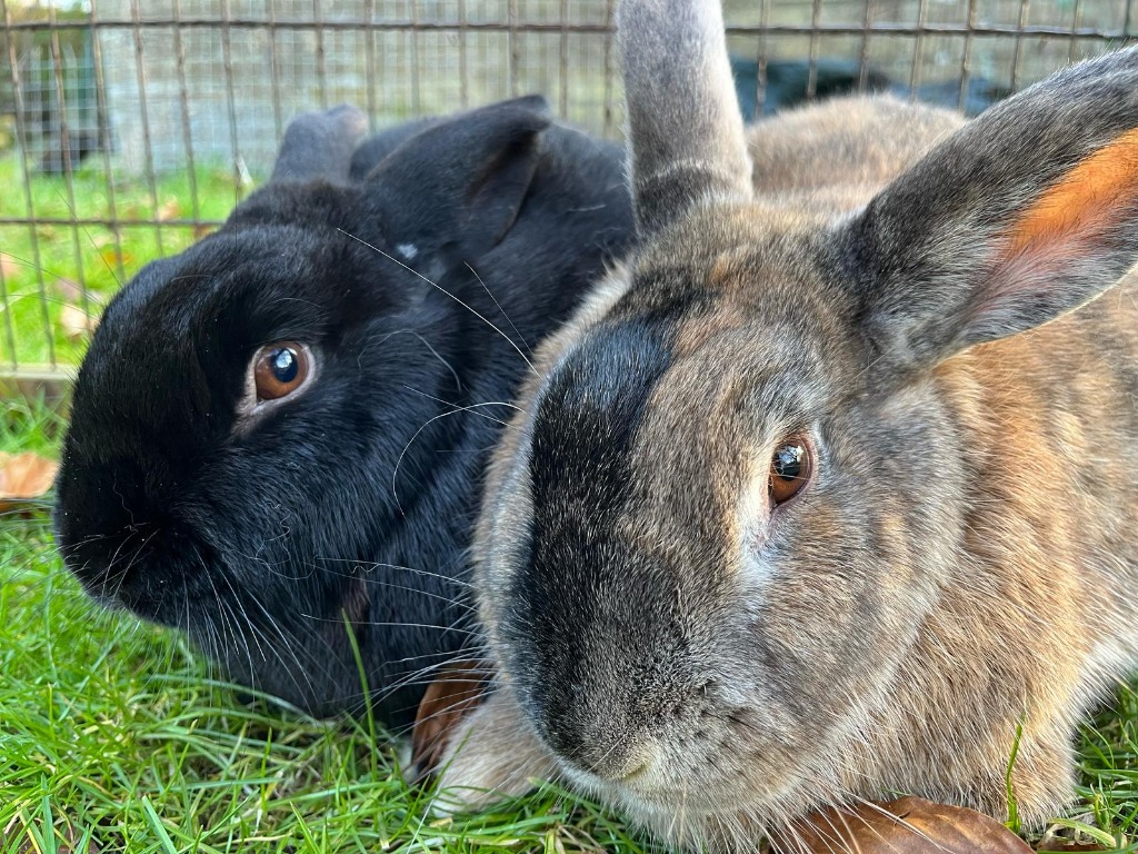 Tera & Giga for adoption