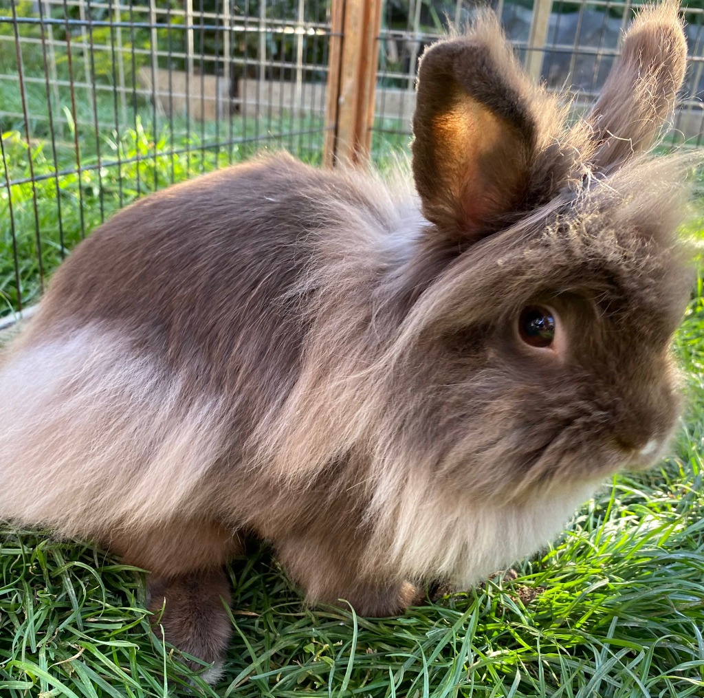 Daisy for adoption