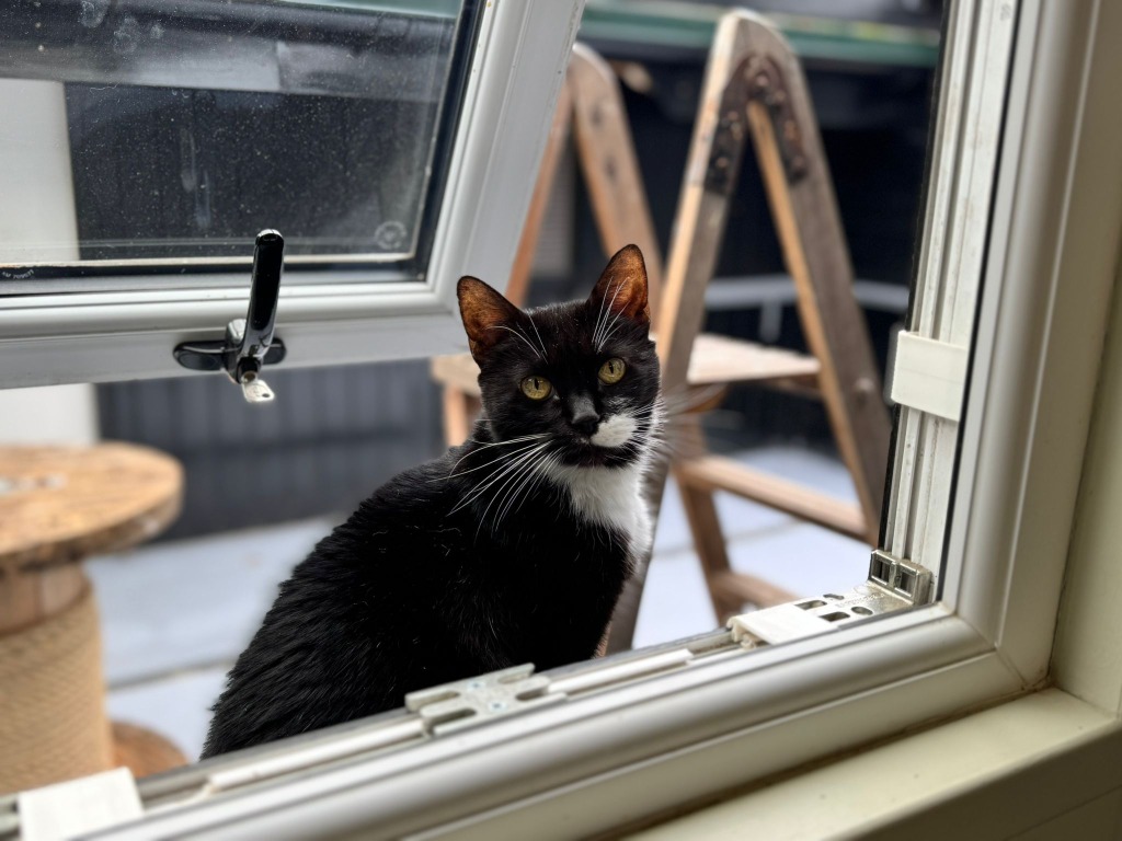 Pixie for adoption