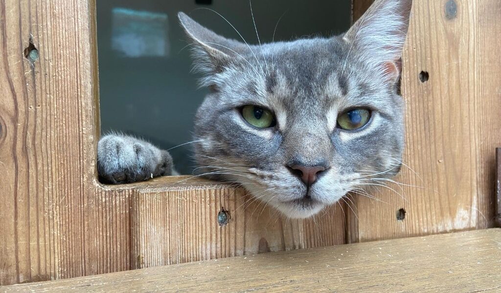 Rogan for adoption