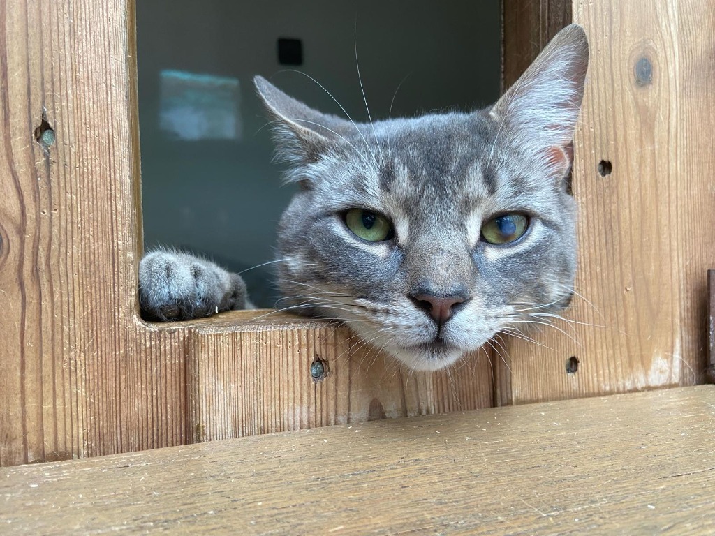 Rogan for adoption