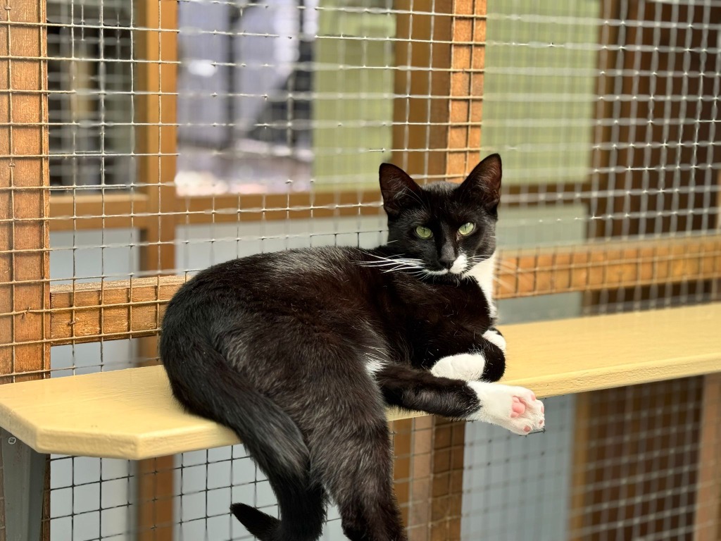 Pret for adoption