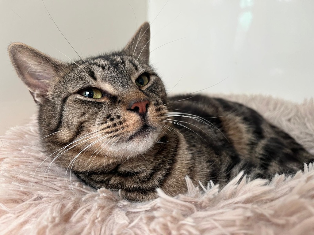 Meowick Jagger for adoption