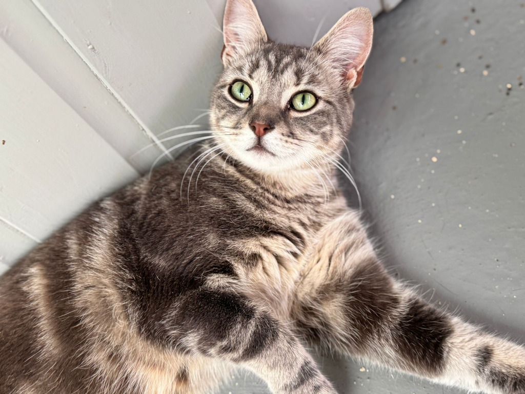 Samosa for adoption