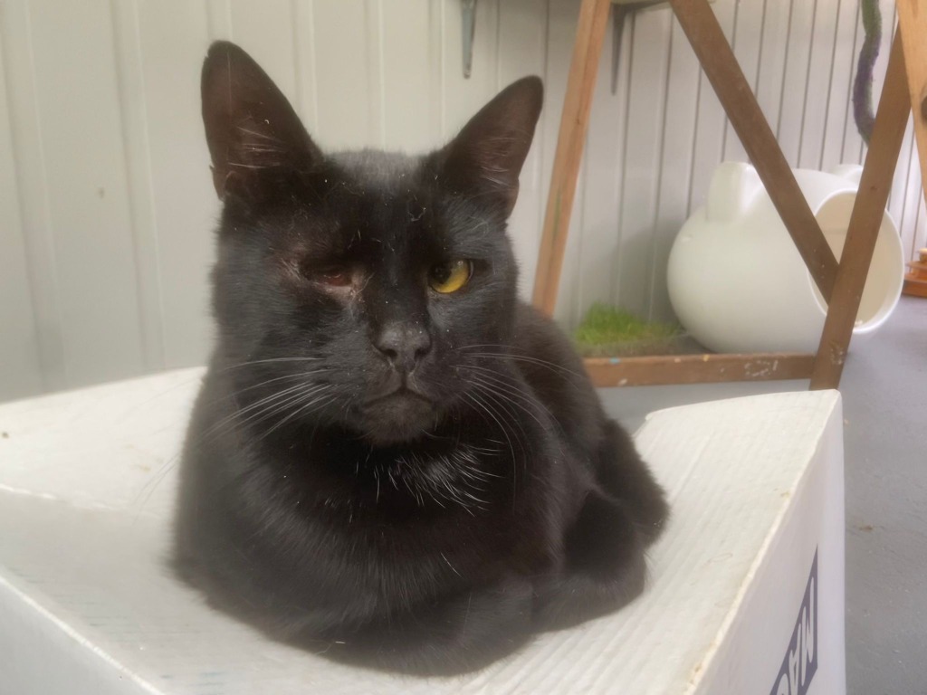 Masala for adoption