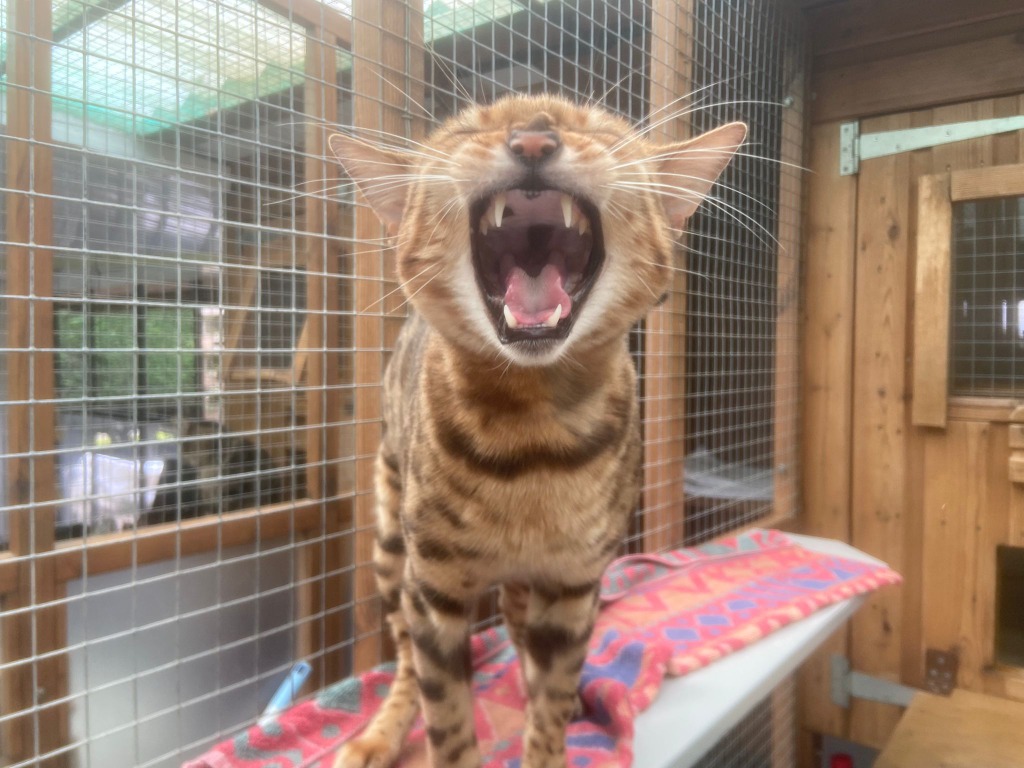 Indie for adoption