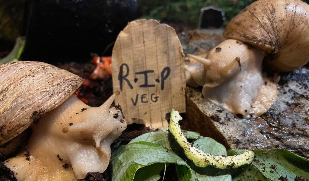 Sally Ragsnail & Jack Skellingsnail for adoption