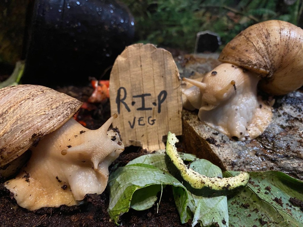 Sally Ragsnail & Jack Skellingsnail for adoption