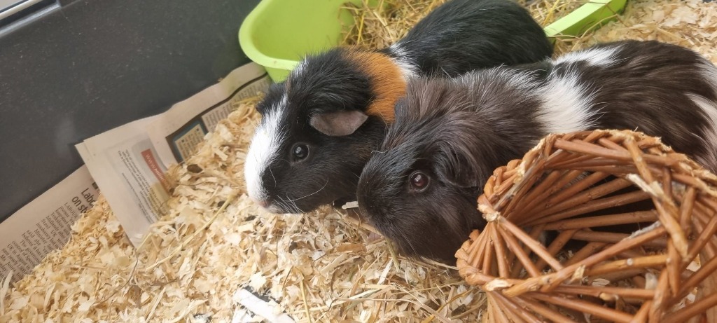 Crackers and Naoko for adoption