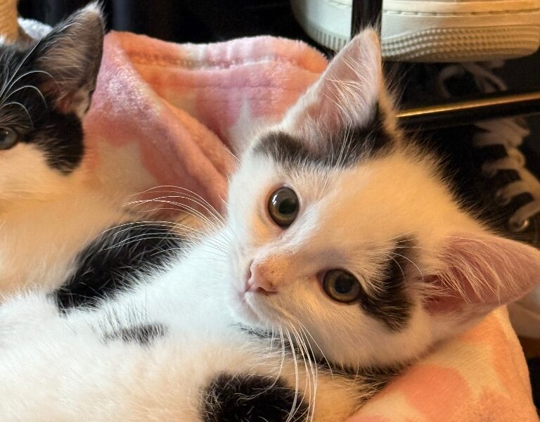 Sylvan for adoption