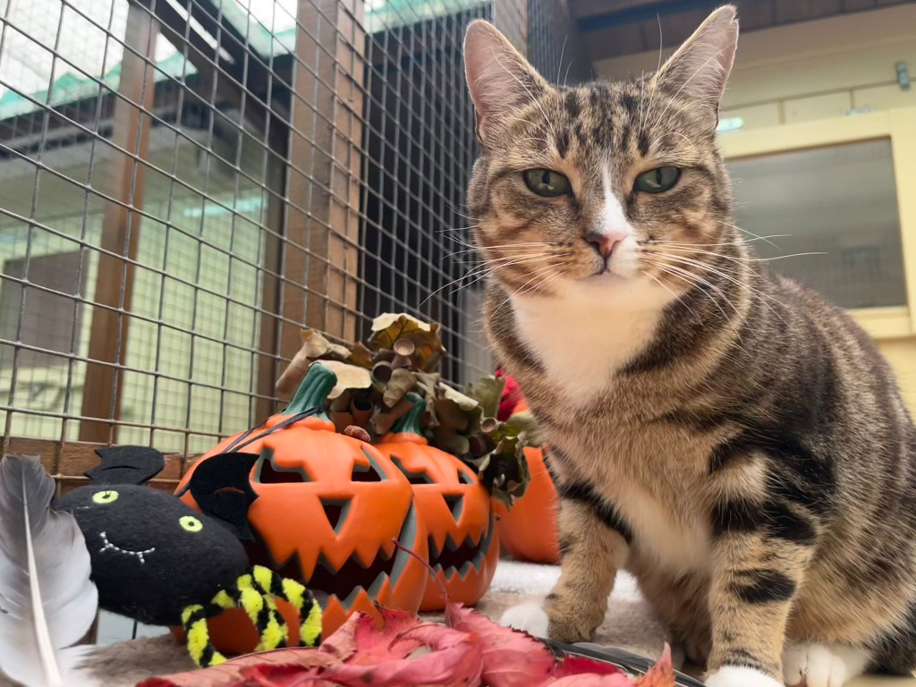 Katy Purry for adoption