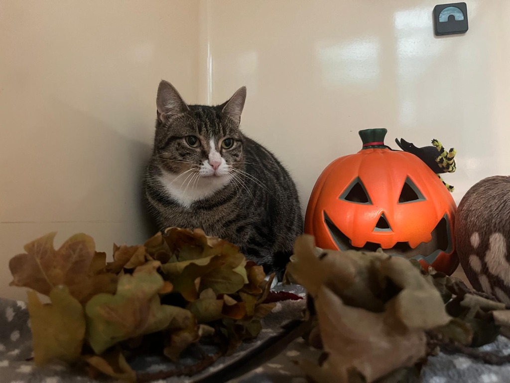 Biryani for adoption