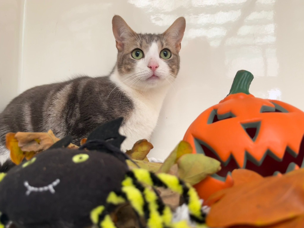 Freddie Purrcury for adoption