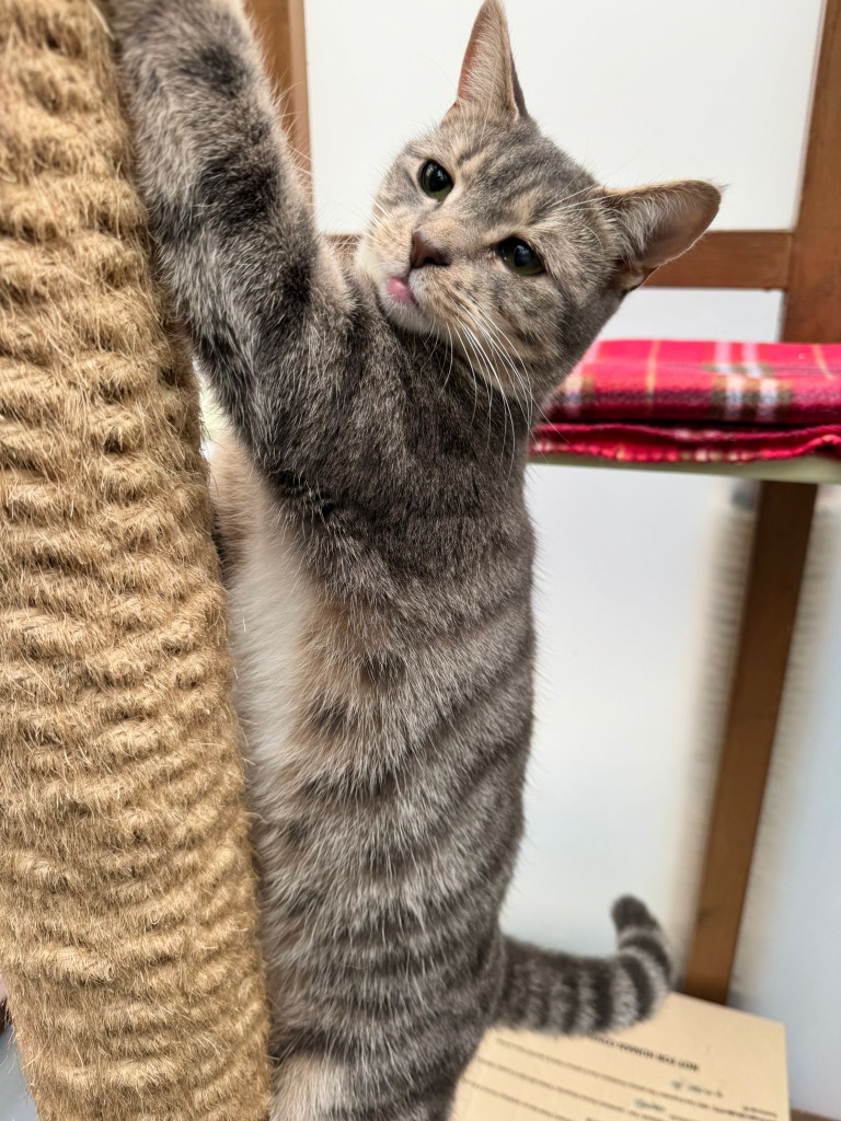 Meowly Cyrus for adoption