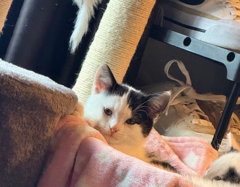 Thorn for adoption