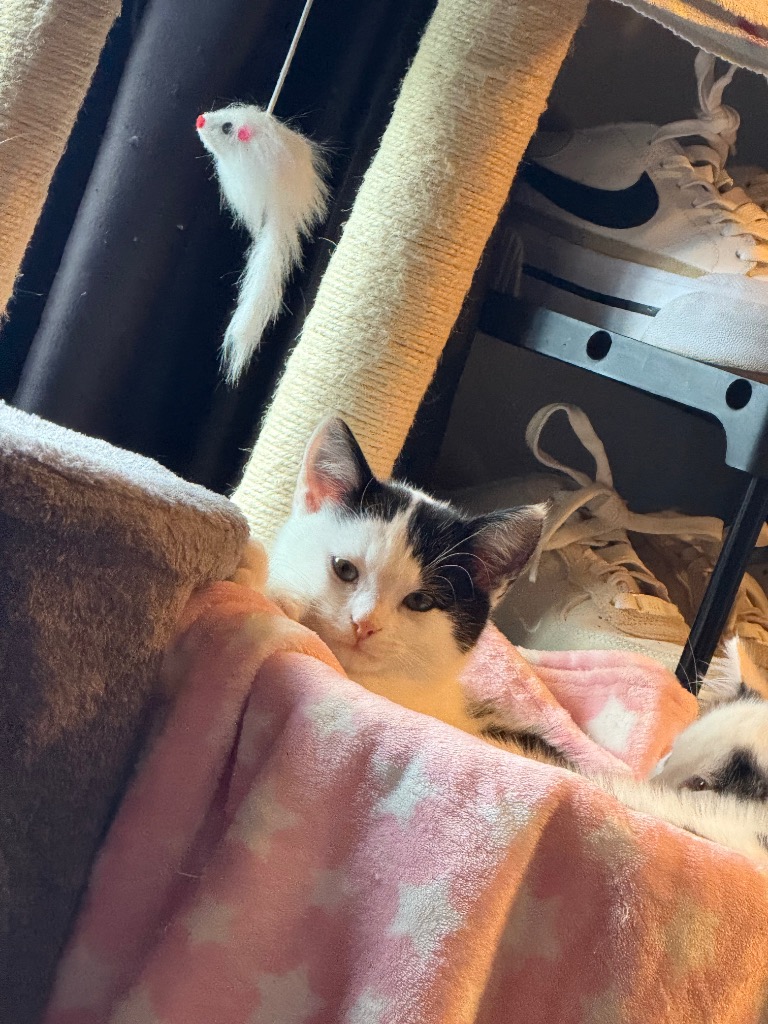Thorn for adoption