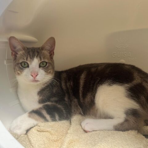 Freddie Purrcury for adoption