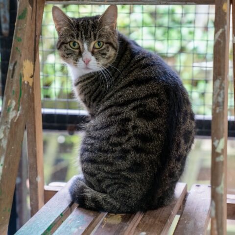 Biryani for adoption