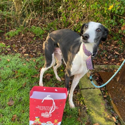 Charlie for adoption