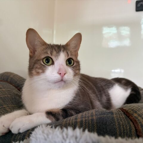 Freddie Purrcury for adoption