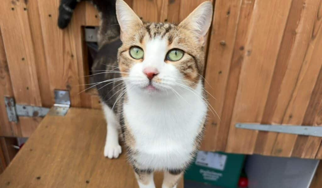 Tina Tuna for adoption