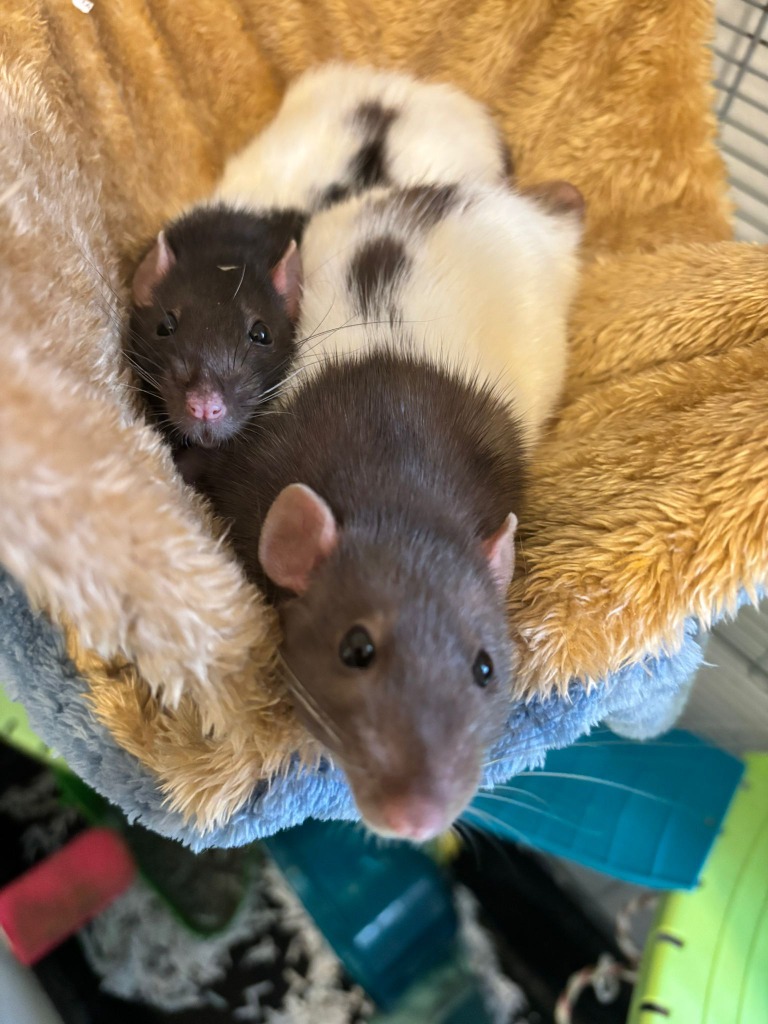 Darcy & Mango for adoption