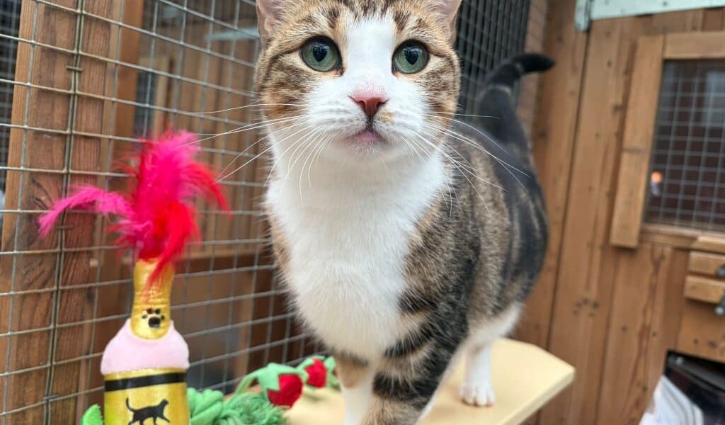 Tina Tuna for adoption