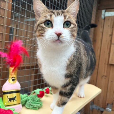 Tina Tuna for adoption