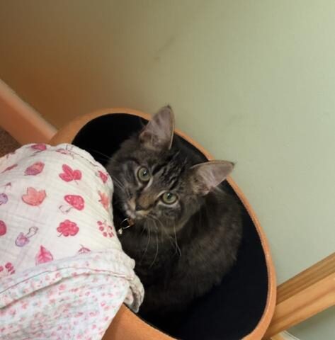 Lost Cat 805