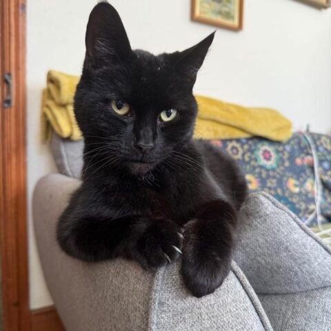 Lost Cat 806
