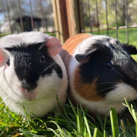 Petunia & Zinnia for adoption