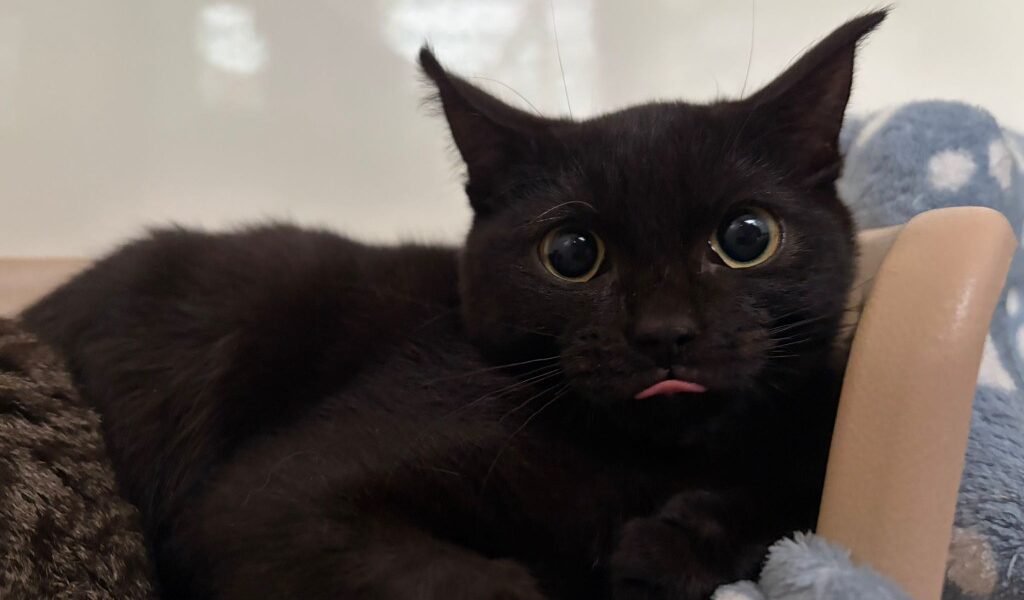 Benvolio for adoption