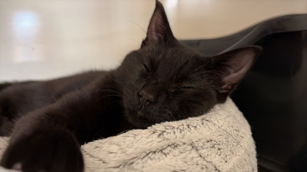 Benvolio for adoption