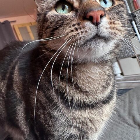 Lost Cat 808