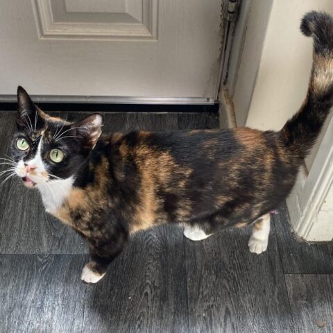 Lost Cat 810