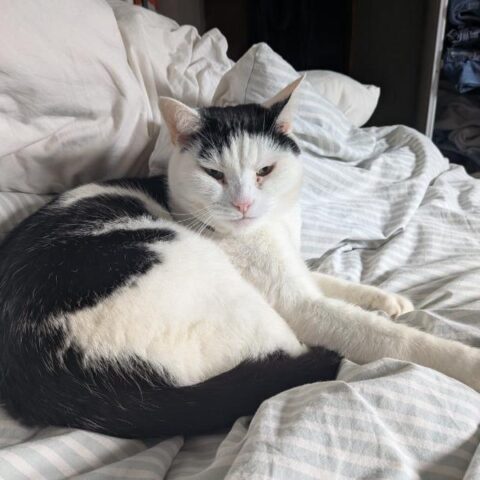 Lost Cat 811