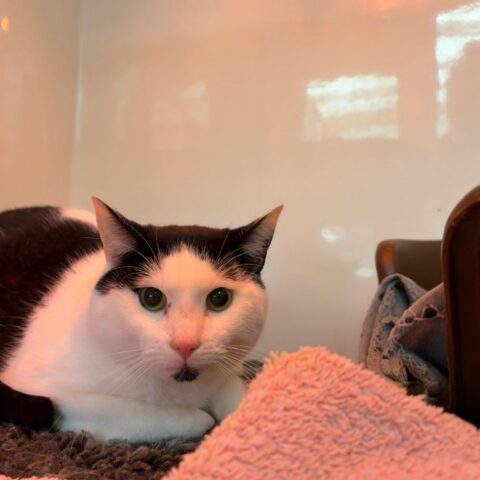 Capulet for adoption