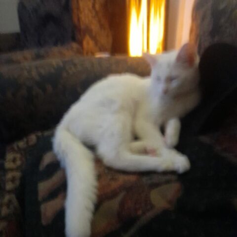 Lost Cat 815